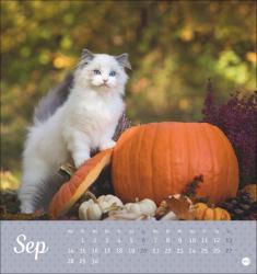 Postkartenkalender Katzen Kleine Tiger 2026