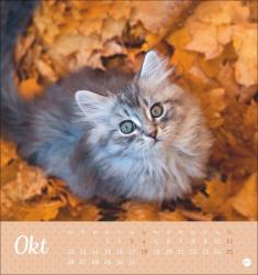 Postkartenkalender Katzen Kleine Tiger 2026