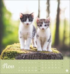 Postkartenkalender Katzen Kleine Tiger 2026