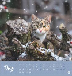 Postkartenkalender Katzen Kleine Tiger 2026