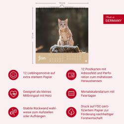 Postkartenkalender Katzen Kleine Tiger 2026