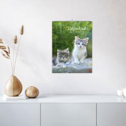 Katzenkinder Posterkalender 2026
