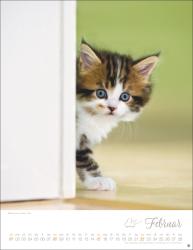 Katzenkinder Posterkalender 2026