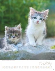 Katzenkinder Posterkalender 2026