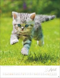 Katzenkinder Posterkalender 2026
