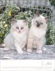 Katzenkinder Posterkalender 2026