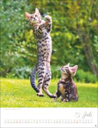 Katzenkinder Posterkalender 2026
