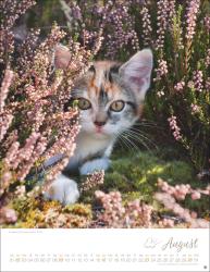 Katzenkinder Posterkalender 2026