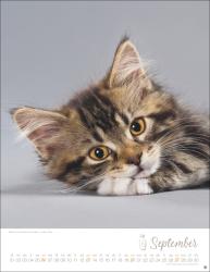 Katzenkinder Posterkalender 2026