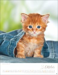 Katzenkinder Posterkalender 2026