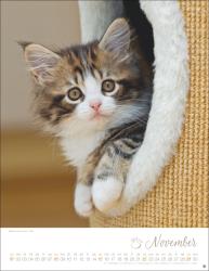 Katzenkinder Posterkalender 2026