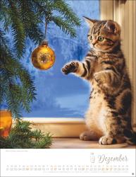 Katzenkinder Posterkalender 2026