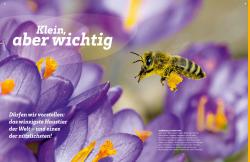 Nicole Röndigs: WAS IST WAS Bienen. Summende Genies - gebunden