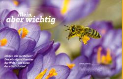 Nicole Röndigs: WAS IST WAS Bienen. Summende Genies - gebunden