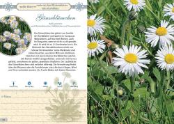 Buchcover mit dem Titel 'Mein Wildkräuterführer'. Gelbe Blumen auf grünem Hintergrund.