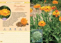 Buchcover mit dem Titel 'Mein Wildkräuterführer'. Gelbe Blumen auf grünem Hintergrund.