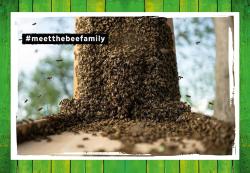 Fiona Kupfer: Quentins Welt der Bienen. #meetthebeefamily - Beesteez - gebunden