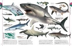 David Burnie: Unsere Welt in 1000 Bildern. Tiere - gebunden