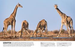David Burnie: Unsere Welt in 1000 Bildern. Tiere - gebunden