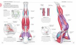 Ann Swanson: Yoga verstehen - Die Anatomie der Yoga-Haltungen - Taschenbuch