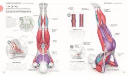 Ann Swanson: Yoga verstehen - Die Anatomie der Yoga-Haltungen - Taschenbuch