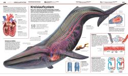 Derek Harvey: DK Wissen. Natur & Technik - gebunden