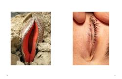 Lisa Frischemeier: I see Vulvas everywhere - gebunden