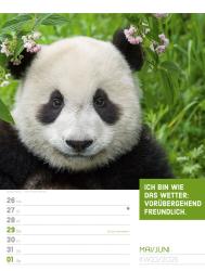 Ackermann Kunstverlag: Tierisch! Sprüchekalender - Wochenplaner Kalender 2025