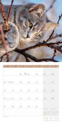 Ackermann Kunstverlag: Katzen Kalender 2025 - 30x30