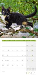 Ackermann Kunstverlag: Katzen Kalender 2025 - 30x30