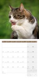 Ackermann Kunstverlag: Katzen Kalender 2025 - 30x30