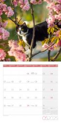 Ackermann Kunstverlag: Katzen Kalender 2025 - 30x30