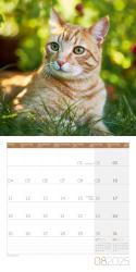 Ackermann Kunstverlag: Katzen Kalender 2025 - 30x30