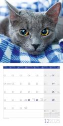 Ackermann Kunstverlag: Katzen Kalender 2025 - 30x30