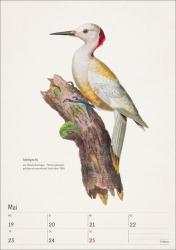 Bunte Vogelwelt Wochenplaner 2025 - 53 historische Illustrationen