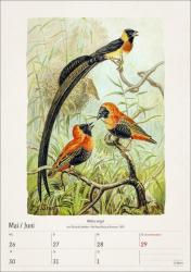 Bunte Vogelwelt Wochenplaner 2025 - 53 historische Illustrationen