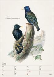 Bunte Vogelwelt Wochenplaner 2025 - 53 historische Illustrationen