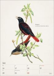 Bunte Vogelwelt Wochenplaner 2025 - 53 historische Illustrationen