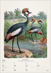 Bunte Vogelwelt Wochenplaner 2025 - 53 historische Illustrationen