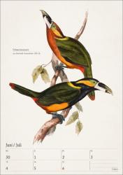 Bunte Vogelwelt Wochenplaner 2025 - 53 historische Illustrationen