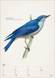 Bunte Vogelwelt Wochenplaner 2025 - 53 historische Illustrationen