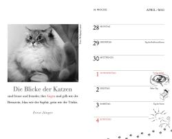 Julia Bachstein: Katzen Taschenkalender 2025