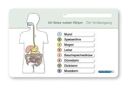 Katrin Langhans: Ich kenne meinen Körper - Organe / Skelett / Verdauung- 3 Tafeln im Set mit Stift - Ringbuch