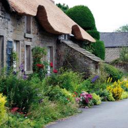 Cottage Garden/Bauerngarten 2025