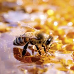 Bienen 2025