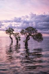 Manolo Ty: Tropics & Traditions - gebunden