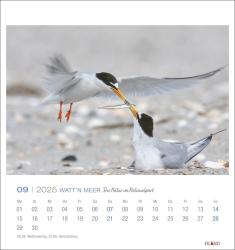 Watt´n Meer Postkartenkalender 2025 - Die Natur im Nationalpark