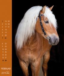 Haflinger 2025