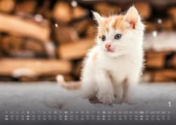 Miau Kids - kleine Tiger ganz groß - Der Katzenkalender - 2025 - Kalender DIN A2