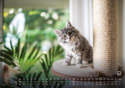 Miau Kids - kleine Tiger ganz groß - Der Katzenkalender - 2025 - Kalender DIN A2